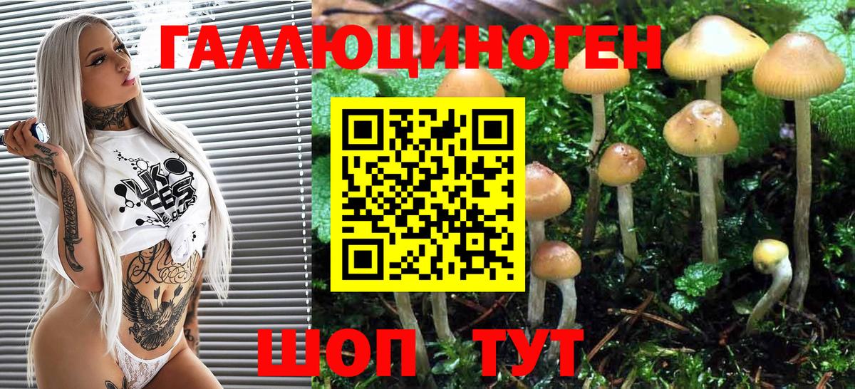 Мценск  Псилоцибиновые грибы Psilocybine cubensis  Вход с VPN  Псилоцибиновые грибы GOLDEN TEACHER 